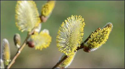Le saule marsault a des chatons argent&eacute;s entre f&eacute;vrier et mars, mais jaunes &agrave; l'ouverture.
