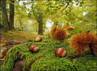 Comment appelle-t-on la protection dans laquelle pousse la ch&acirc;taigne ?