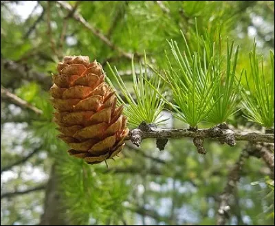C'est une illustration de m&eacute;l&egrave;ze.