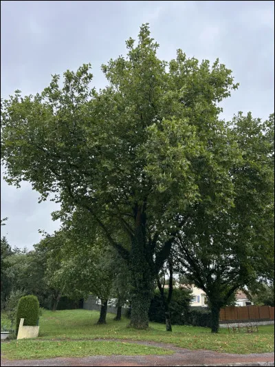 &Agrave; quel membre humain les feuilles de platanes sont-elles ressemblantes ?