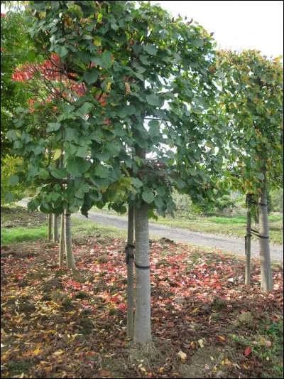Quel arbre est c&eacute;l&egrave;bre pour ses fleurs parfum&eacute;es, dont on fait des tisanes, et ses petites boules pendantes ?