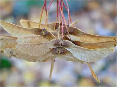 Il a des graines ail&eacute;es appel&eacute;es samares.