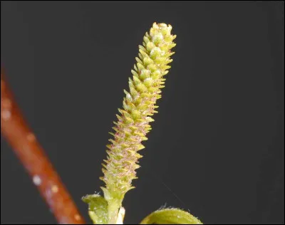 Est-ce que le bouleau a des chatons m&acirc;les et femelles sur le m&ecirc;me arbre ?