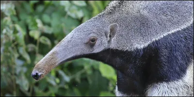 Quel est cet animal ?