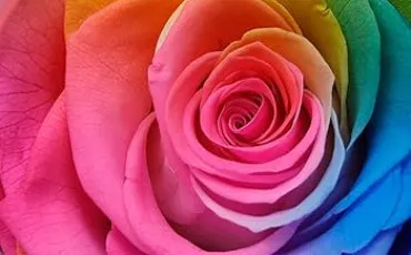 Quiz Test de personnalit�