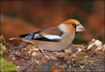 Quelle partie du corps d'un oiseau est symbole de l&eacute;g&egrave;ret&eacute; ?