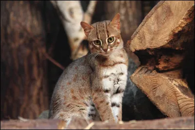 Quel est le poids moyen du chat rubigineux, le plus petit f&eacute;lin du monde ?