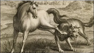 Le loup veut capturer un cheval.Que fait-il ?