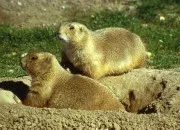 Quiz Le quiz fait son cin�ma (118)