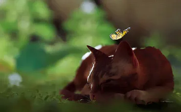 Quiz Test de personnalit�