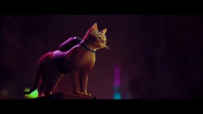 Aimes-tu les chats ?