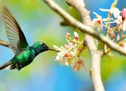 Quiz Quiz sur les animaux