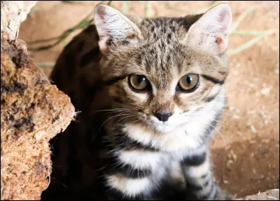 Quel est le plus grand f&eacute;lin du monde ?