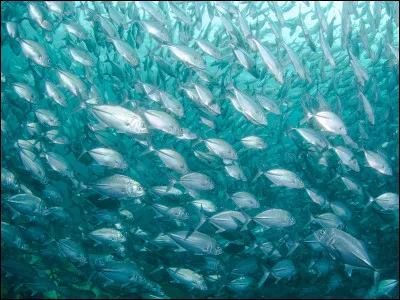 Quel poisson est le plus rapide de l�oc&eacute;an ?