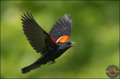 Quel est le seul mammif&egrave;re capable de voler r&eacute;ellement ?