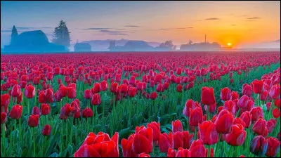 Quel art japonais consiste &agrave; arranger des fleurs de mani&egrave;re esth&eacute;tique ?