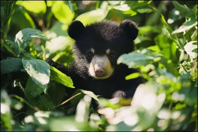 Quel animal est souvent associ&eacute; aux temples japonais et consid&eacute;r&eacute; comme un messager divin ?
