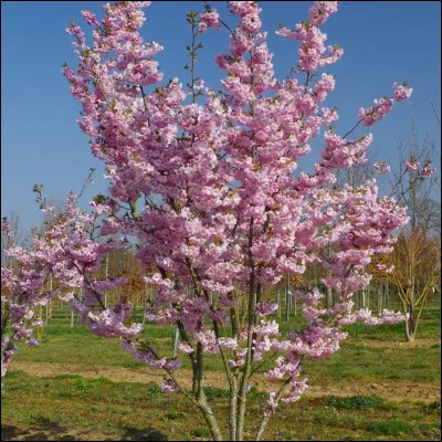 Quelle fleur est un symbole tr&egrave;s c&eacute;l&egrave;bre du Japon ?