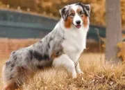 Quiz Le berger australien