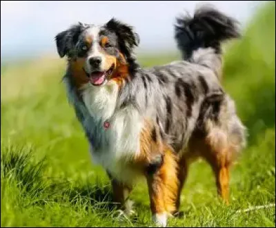 Quel poids font les bergers australiens ?