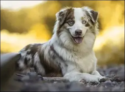 Quelle taille font les femelles ?