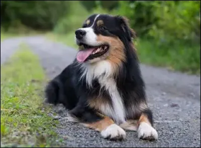 Quand faut-il les brosser ?