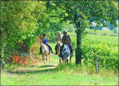 Quelle est cette discipline ?