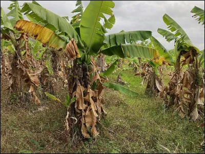 Le bananier est-il un arbre ou un arbuste ?