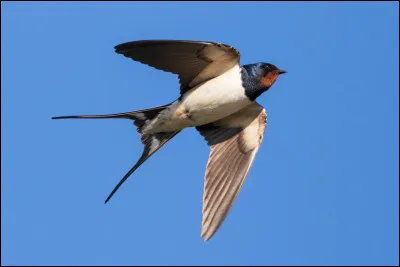 Quel oiseau repr&eacute;sente le printemps ?