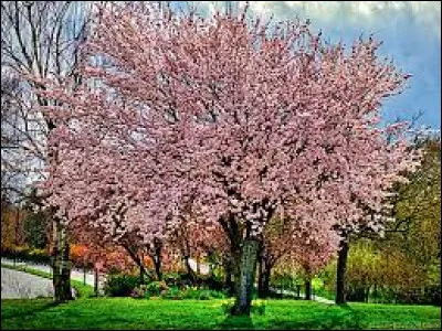 Au printemps que se passe-t-il avec les arbres ?