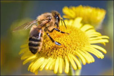 Pourquoi les abeilles sont-elles tr&egrave;s importantes dans la nature ?