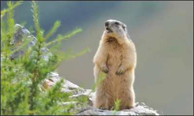 Quel animal sort d�hibernation ?