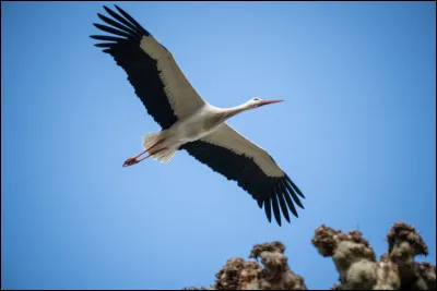 Quel oiseau revient au printemps ?