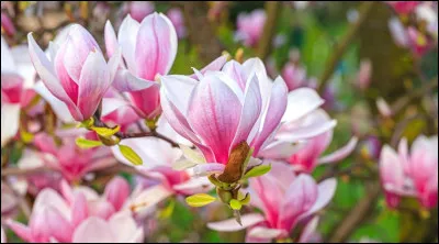 Quel est le premier arbre qui fleurit au printemps ?