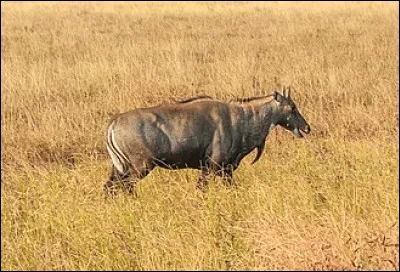 La comtesse de S&eacute;gur nous a donn&eacute; : " les deux..."