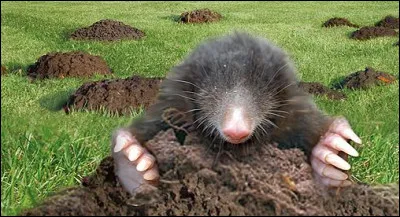Comment vous d&eacute;barrasser naturellement de taupes et de leurs trous dans votre jardin ?