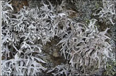 Quel est le nom de ce lichen qui pousse sur des pierres et qui fournit l'orseille, une substance colorante ?