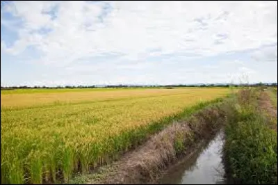Lorsqu'il n'est pas "&agrave; la milanaise", &agrave; quelle r&eacute;gion italienne est associ&eacute; le rizotto ?