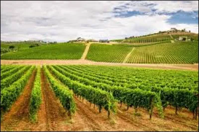 Dans quelle r&eacute;gion italienne le Montepulciano est-il produit ?