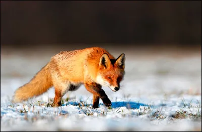 Pourquoi aimes-tu les renards ?
