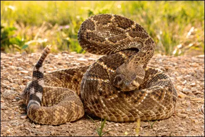 Quel est le vrai nom du serpent &agrave; sonnette ?