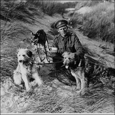 Depuis quand les chiens sont-ils employ&eacute;s sur les fronts ?