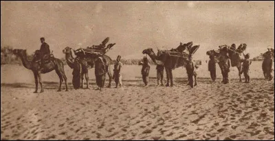 Dans quelle r&eacute;gion du monde n�ont pas combattus les chameaux ?