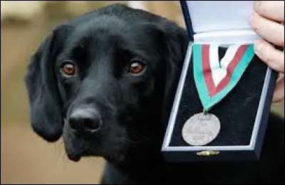 Que r&eacute;compense la m&eacute;daille Dickin ?
