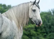 Quiz Quelle est la robe de ce cheval ?