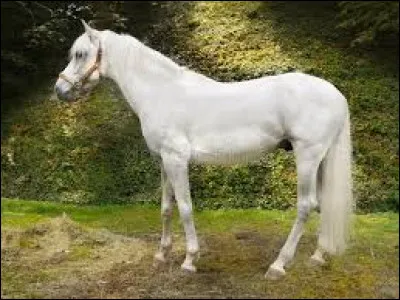 Et pour finir, quelle est la robe de ce beau cheval ?
