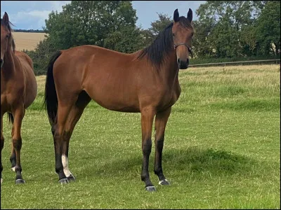 Quelle est la robe de ce beau cheval ?