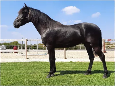 Quelle est la robe de ce magnifique cheval ?