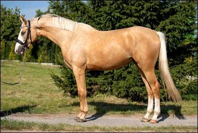 Et pour ce magnifique cheval ?