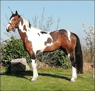 Et comment s'appelle cette robe originale ?